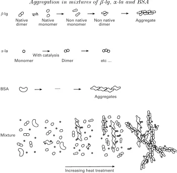 Fig. 9. Diagrammatic representation of the formation of gel networks in heated solutions of mixturesof BSA, β-lactoglobulin and α-lactalbumin, with the initial formation of strands of aggregated BSAfollowed by the catalysis of α-lactalbumin aggregation and