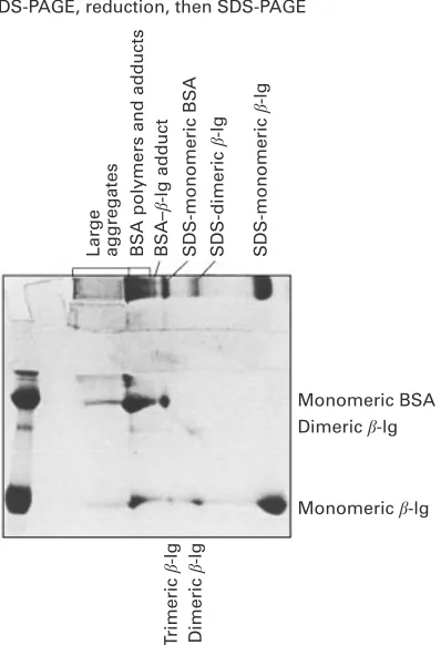 Fig. 5. Two-dimensional electrophoretic patterns of heat-treated (75 �C for 8 min) solution of a 2:1mixture of β-lactoglobulin and BSA (100 g�kg) in permeate prepared from a solution of whey proteinconcentrate powder in water (100 g�kg)