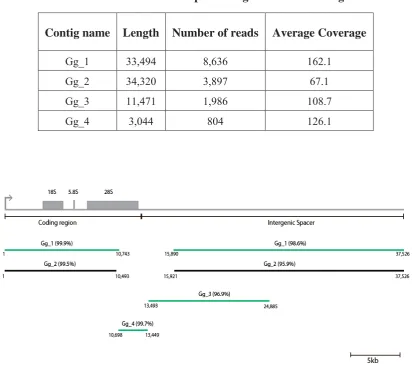 Table 2.7: Statistics of the potential gorilla rDNA contigs. 
