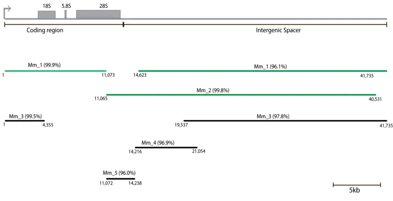 Figure 2.9: WGA contigs containing Macaque rDNA sequence.  