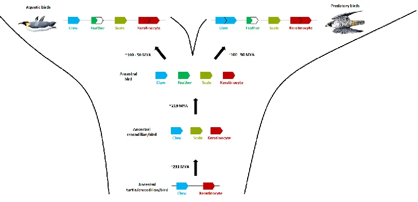 Figure 2.5. Dynamic evolution of β-keratins in the archosaur lineage. This figure illustrates a proposed scenario of β-keratin evolution on the ancestral locus in archosaurs