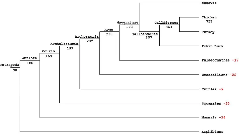 Figure 3.2. Displays the probable birth of chicken miRNA genes across the tetrapod phylogeny (Jarvis et al
