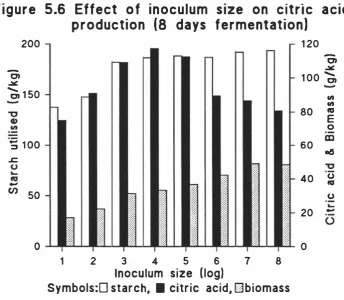 Figure 5.7 Effect of inoculum size on ratio of citric acid 