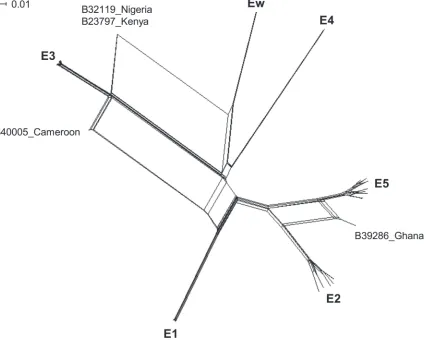Figure 3. Network phylogeny of the 45 bartonella sequence types obtained from Eidolon helvum