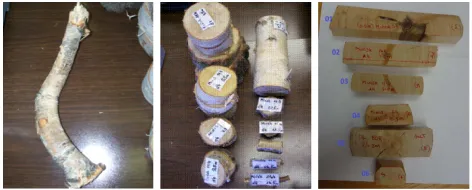 Figure 1: From left: picture of the subject tree branchsample; all sample disks; ﬁnal samples cut to SilviScanspeciﬁcations.The six samples selected for SilviScananalysis and subsequent calibration of local instrumen-tation.Birch wood samples 01-04 were cut from onePolish tree; 05–sample from 2nd Polish tree; 06–samplefrom the subject tree.