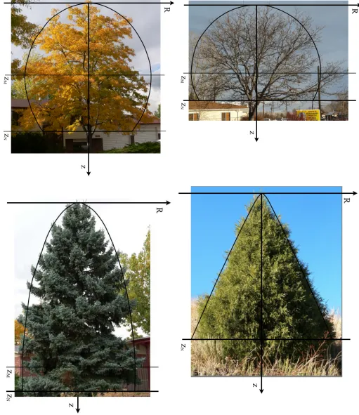 Figure 1.3: Photographs of trees with computed proﬁles superimposed. Upper left. Honey-locust Robinia pseudoa-(cacia (c = 0.6)