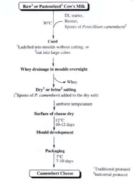 Figure 4. Manufacturing protocol for Camembert cheese (Walstra et al., 2006).  