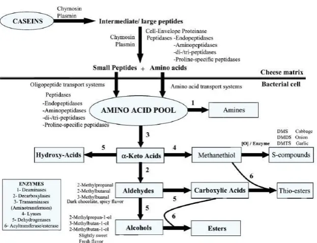 Figure 15. Generation of flavour compounds from milk protein degradation (Singh and Cadwallader,  2008)