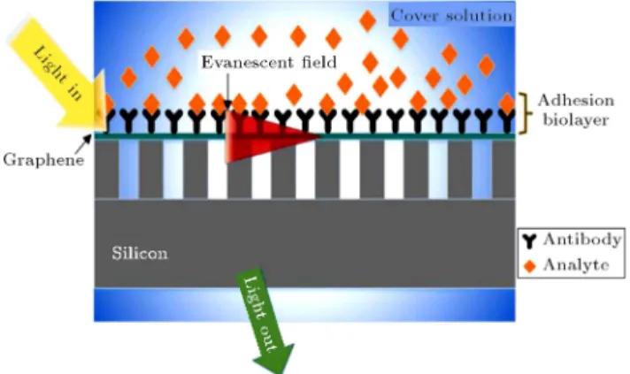 Figure 4. Principle of SPR biosensing; immobilization of the antibodies on the graphene surface to capture the analytes.