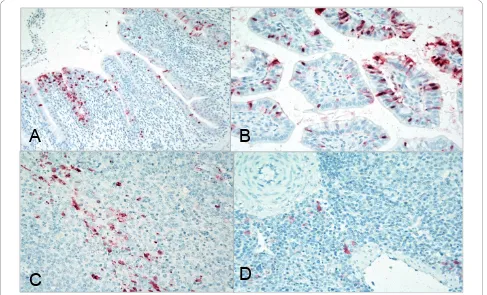 Figure 3 Immunohistochemical staining for avian influenza virus antigen in tissues of chickens, turkeys and ducks infected with H7 AIviruses, 2 days PI