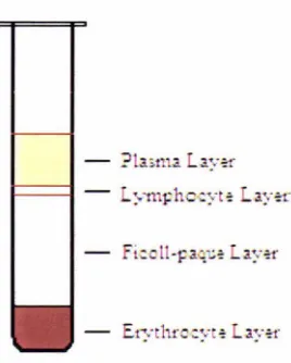 Figure 2.10. An illustration of the separated layers observed after the 
