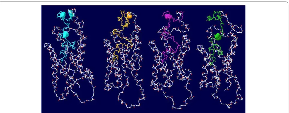 Figure 2 Comparison of tertiary structure prediction. Tertiary structure prediction of M54923 (reference sequence), T123A, M133L, and T143Mmutants