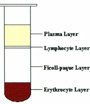 Figure 2.1. Diagram illustrating the separated layers after the centrifugation of whole blood using a Ficoll concentration gradient