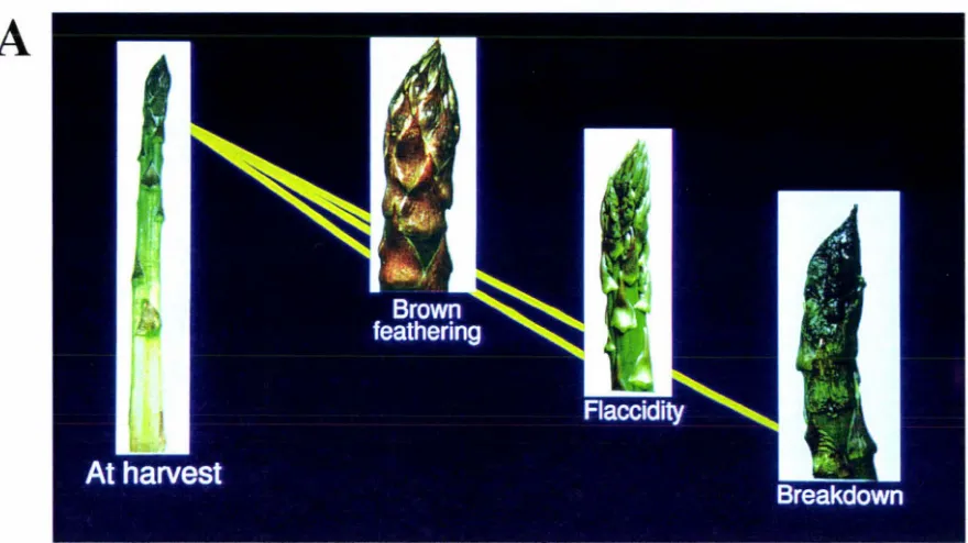 Figure 1.1 A. Photograph showing the deterioration in spear tips after harvest. B. Photograph showing interrupted development of asparagus following harvest