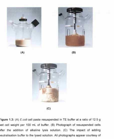 Figure 1.3: (A) wet cell weight per 100 m l of buffer. (B) Photograph of resuspended cells after the addition of alkaline lysis solution