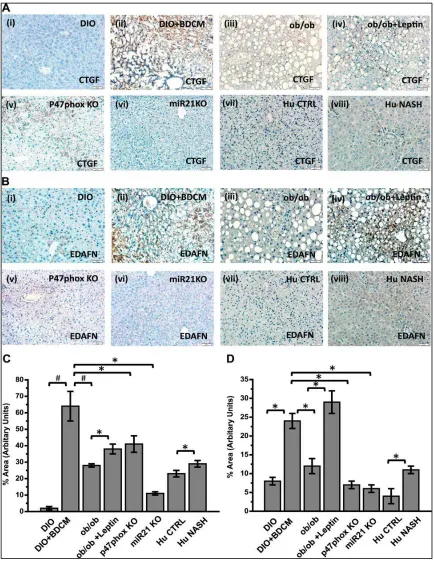 Figure 2.7 Leptin-mediated NADPH oxidase activation and subsequent induction of miR21 regulate TGF-β signaling proteins