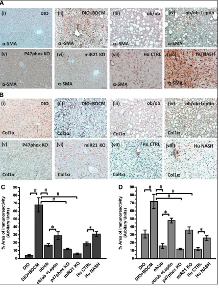 Figure 2.8 Leptin-mediated NADPH oxidase activation and miR21 induction cause stellate cell activation and collagen deposition in NASH