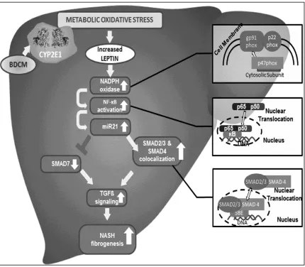 Figure 2.10 Schematic representation of the role of leptin-induced miR21 in modulating TGF-β pathway in NASH fibrogenesis