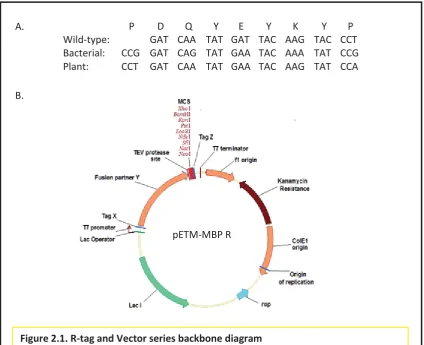 Figure 2.1. R-tag and Vector series backbone diagram A, The R-tag sequence is an eight residue peptide that does not match any plant, mammalian or bacterial, protein in the database