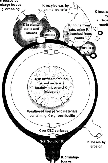 Figure 2. 1 :  Representation of the potassium pools, inputs and losses in a typical soil system under pasture