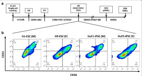 Fig. 1 Differentiation efficiency of male and female hPSCs into smooth muscle progenitor cells (pSMCs)