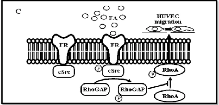 Figure 2. FR: Folic acid Receptor, HUVEC: Human  Umbilical Vein Endothelial Cells, RhoGAP: Rap-activated  Rho GTPase- activating Protein,  RhoA: Ras homolog gene  family, member A, cSrc: SRC: proto-oncogene  tyrosine-protein kinase (40)