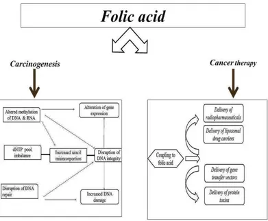 Figure 3. The role of acid folic in carcinogenesis and treatment of cancer