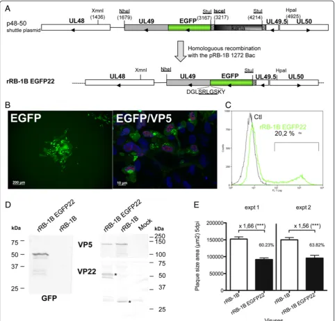 Figure 1 Construction and characterization of rRB-1B EGFP22 in cell culture. A. Schematic representation of the shuttle plasmid constructedto generate the rRB-1B EGFP22 mutant by using homologous recombination in E