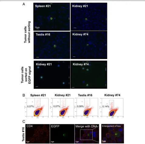 Figure 4 EGFP fluorescent cells in rRB-1B EGFP22-induced tumors and selection by cell-sorting