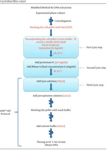 Figure 1. Schematic Representation of Modified DNA Extraction from  Lactobacillus casei
