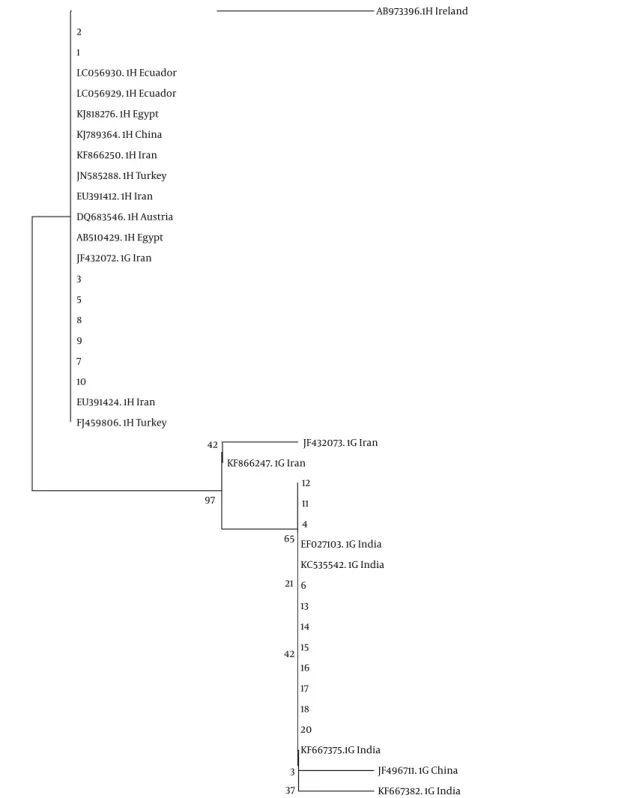 Figure 2. Phylogenetic Relationship Between Fasciolidae Species From Different Geographical Locations AB973396.1H Ireland 2 1 LC056930