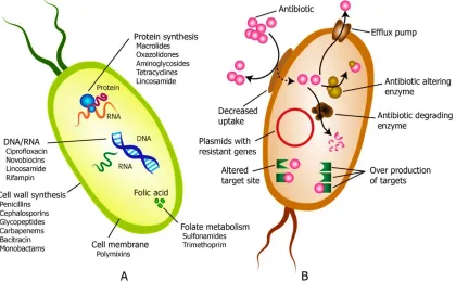 Figure 1.11 An illustration of antibiotic action and microbial resistance. (A) Typical antibiotic target sites present in bacterial cells