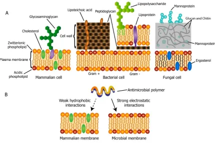 Figure 1.12 Origin of the cell selectivity of cationic antimicrobial macromolecules. (A) Illustration of the cross sections of microbial and mammalian cell envelopes