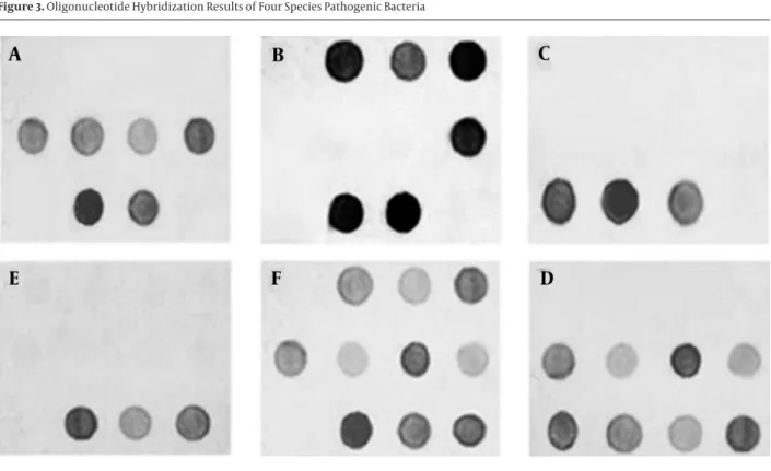 Figure 3. Oligonucleotide Hybridization Results of Four Species Pathogenic Bacteria