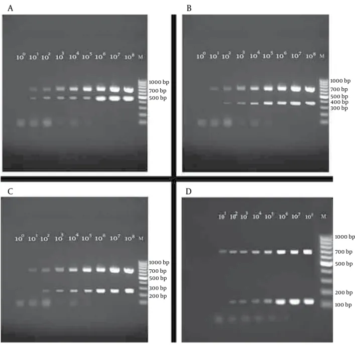Figure 3. Amplification pattern of the 4 prototype bacterial strains. Detection limit of multiplex PCRs are shown in each panel