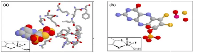 Fig. 1. The overall structure (centercenter) and cofactor compositions (