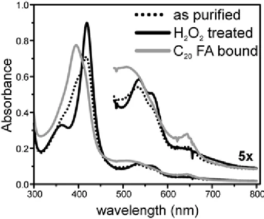 Figure 1.3   Optical spectrum of the enzyme in “as-purified” eicosanoic acid bound (solid gray) forms.(dashed), hydrogen peroxide treated (solid black), and  