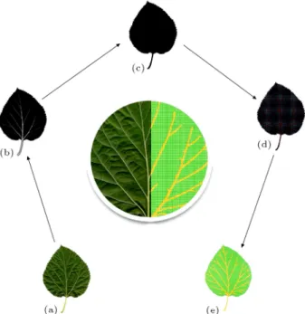 Figure 4. Comparison between Morus alba leaf and its developed FE model: (a) Input image; (b) and (c) generated black and white images by the code; (d) developed model in Matlab; and (e) leaf model in ANSYS environment.