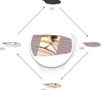 Figure 8. Comparison between Orthetrum sabina wing and its developed FE model: (a) Input image; (b) generated black and white image by the code; (c) 2D FE model of the wing; (d) areas with maximum heights; and (e) 3D FE model of the wing.