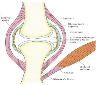 Figure 1.1 Diagramatic representation of a synovial joint 