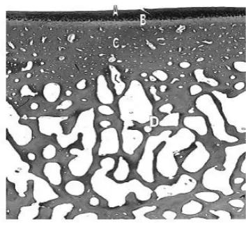 Figure 1.3 The osteochondral tissues articular cartilage, (B) calcified cartilage, (C) subchondral bone plate, (D) trabecular bone