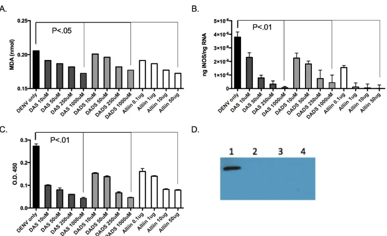 Figure 3.3 Garlic organosulfur compounds reduced cellular lipid peroxidation, iNOS  gene expression and both intra- and extracellular protein levels during dengue virus infection