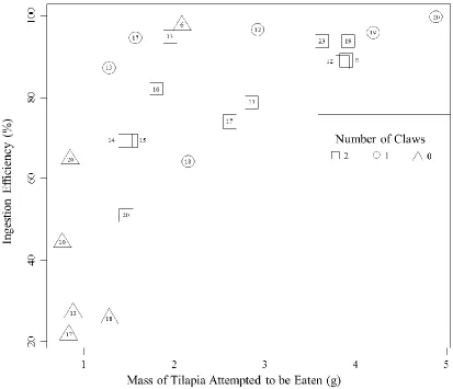 Figure 3.5. The ingestion efficiencies of stone crabs with the corresponding mass of tilapia the crab attempted to eat