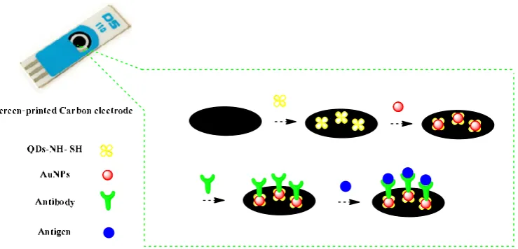 Fig. 2. (A) Recorded EIS for the different steps of the modified electrode: Fig. 2   (5 mmol L -1 [Fe(CN)6]3-/4, KCl 0.1 mmol L-1), in 0.1 mmol L-1 PBS (pH=7.5) at (a) SPCE, (b) GQDs-N-S / SPCE, (c) AuNPs/GQDs-N-S / SPCE, (d) Ab/AuNPs/GQDs-N-S, (e) BSA/Ab/