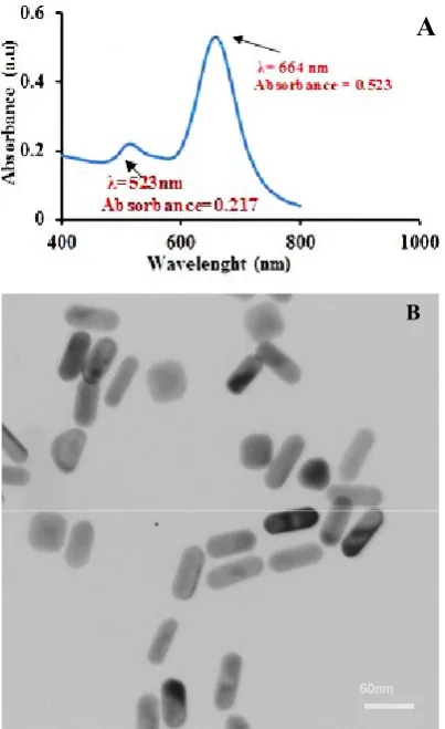 Fig. 1. (A) UV-Vis absorption spectrum of the synthesized Au- NRs. (B) TEM image of the synthesized Au-NRs.Fig