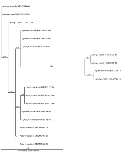 Figure 4.9 New Zealand Apterygiformes Bayesian tree with posterior probabilities given for each branch and BOLD sequence page number for each specimen