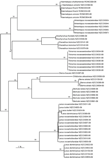 Figure 4.10 New Zealand Charadriiformes K2P neighbour joining tree with bootstrap values for 