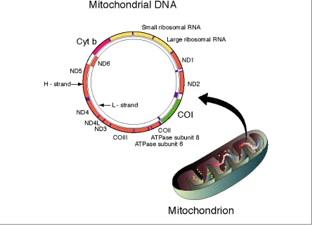 Figure 1.1 The mitochondrial genome of a eukaryote  