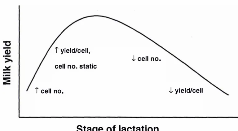 Figure 1.3: Dynamics of mammary epithelial cell number and output per cell in a stylised milk yield curve