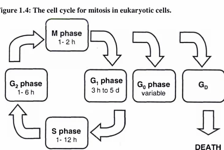 Figure 1.4: The cell cycle for mitosis in eUkaryotic cells. c;\ 